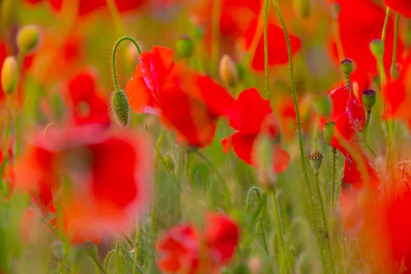 Poppy Λουλούδια Πεδίο Close Και Μακροεντολή Γεωργία Και Φυσικό Περιβάλλον Εικόνα Αρχείου