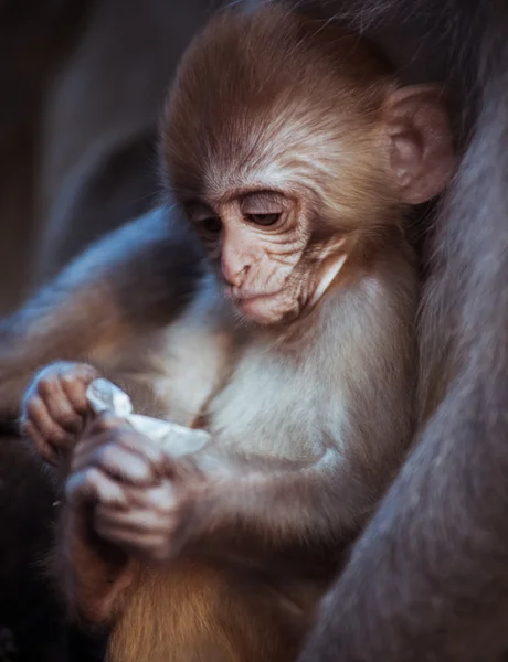 Cute Rhesus macaque baby — Stock Photo, Image