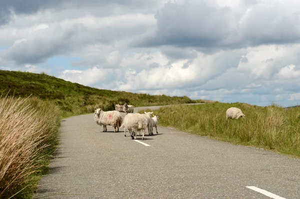 Schafe auf der Straße in Irland — Stockfoto