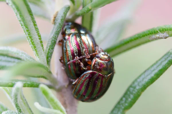 Due coleotteri accoppiamento — Foto Stock