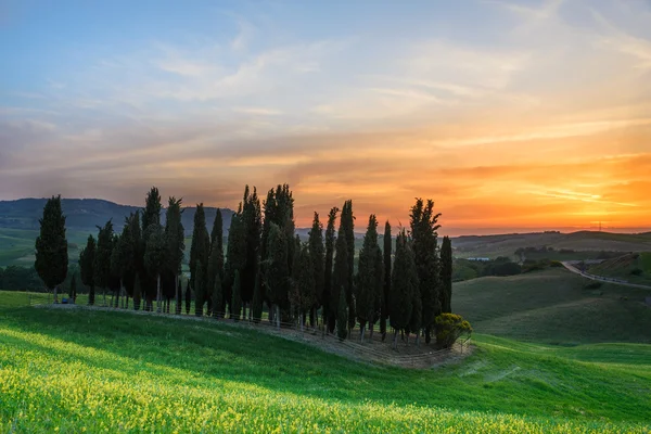 Coucher de soleil sur les cyprès en Toscane — Photo