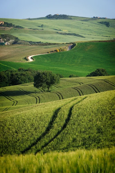 Curvy lines in Tuscany — Stock Photo, Image