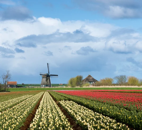 Mulino a vento con campi di fiori di tulipano in campagna — Foto Stock