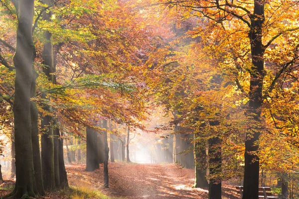 Promienie słoneczne w lesie jesienią — Zdjęcie stockowe