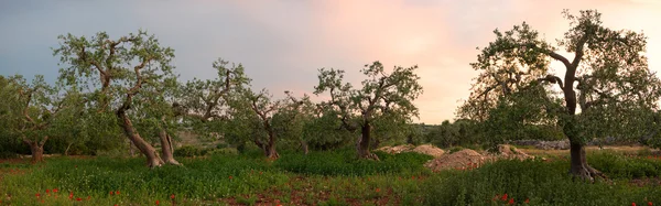 Zeytin ağacı grove panorama — Stok fotoğraf