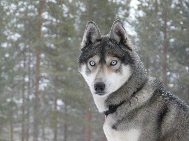 mavi gözlü husky köpek