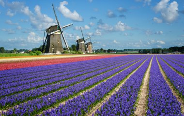 Flowers and windmills in Holland clipart