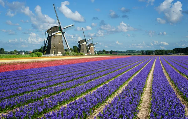 Blumen und Windmühlen in Holland — Stockfoto