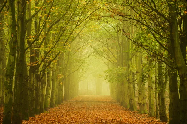 Tunnel av ljus — Stockfoto