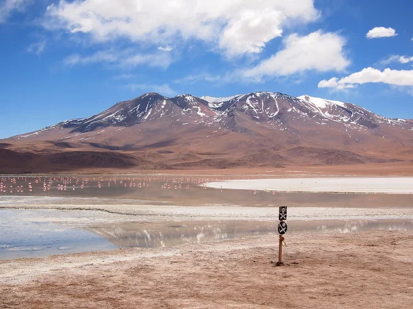 Altiplano landskap — Stockfoto