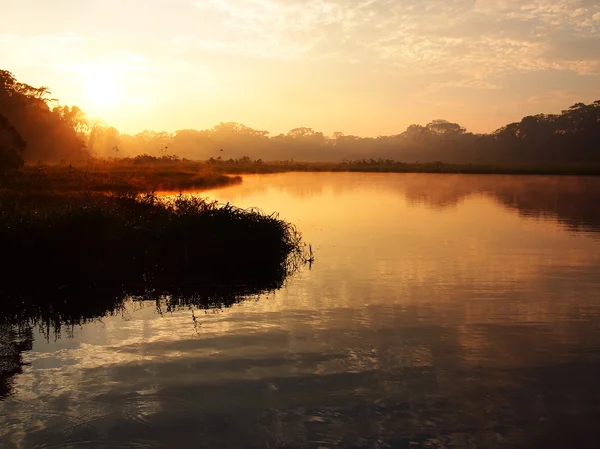 Nascer do sol na floresta amazônica — Fotografia de Stock