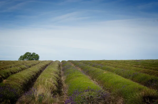 After the harvest — Stock Photo, Image