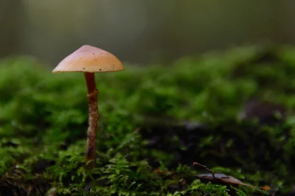 O cogumelo solitário — Fotografia de Stock