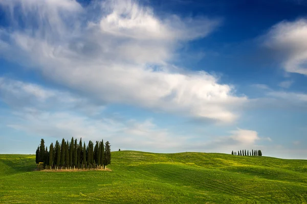 Zypressen in einer toskanischen Landschaft — Stockfoto