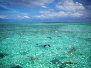 Köpekbalıkları ve stingrays şnorkel turizm