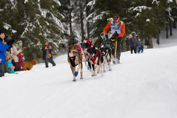 Kızak köpek yarışı — Stok fotoğraf