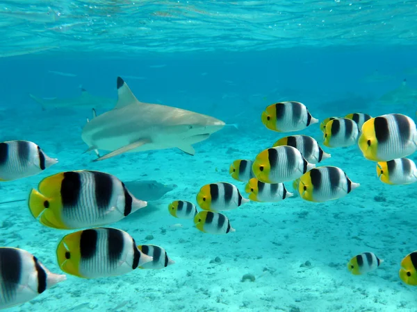 Shark and butterfly fish — Stock Photo, Image