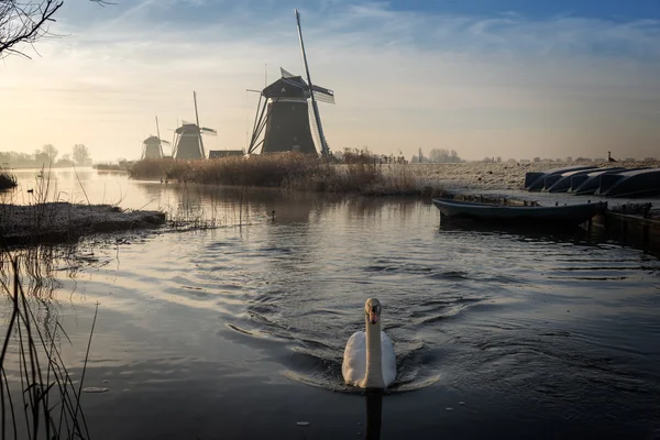 Swan zwemmen in een stroom in een winterlandschap — Stockfoto