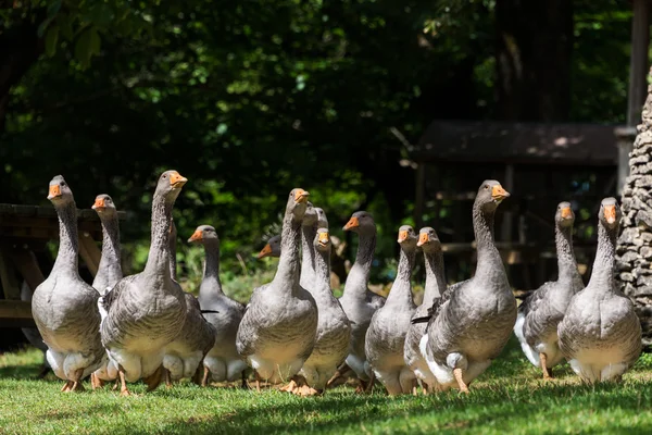 Gansos foie gras na fazenda de ganso — Fotografia de Stock