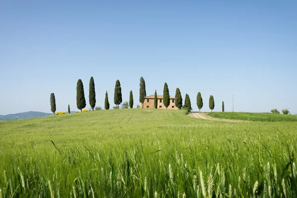 Farmhouse with cypress trees and wheat in Tuscany Stock Image