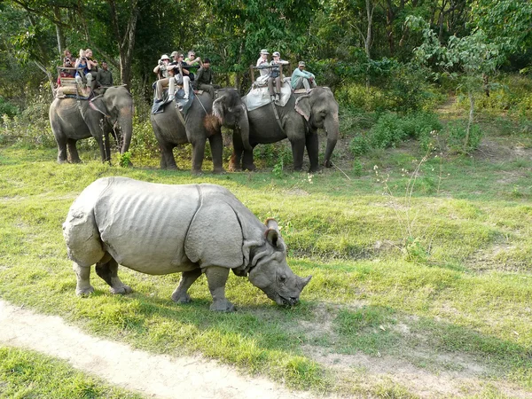 Turistas en un safari de elefantes —  Fotos de Stock