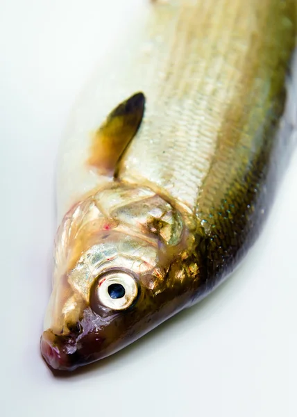 Риба на білому тлі. оселедець — стокове фото