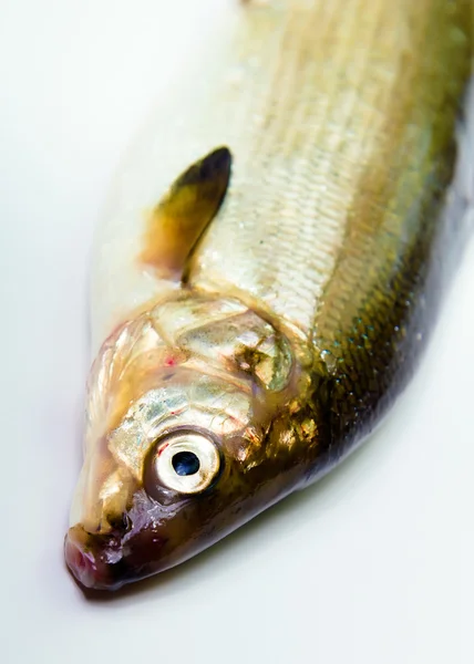 Pescado sobre un fondo blanco. arenque — Foto de Stock