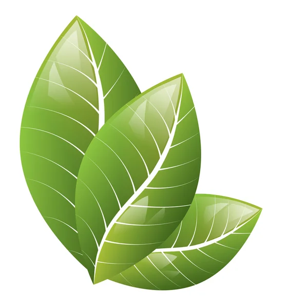Vektor. Vackra gröna blad på vit bakgrund — Stock vektor