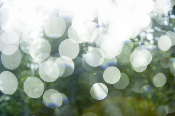 Блеск на фоне зеленой летней листвы — стоковое фото