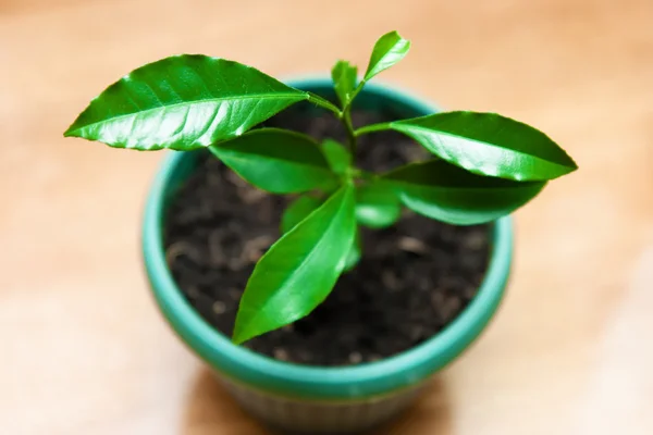 Planta en una maceta. limonero — Foto de Stock