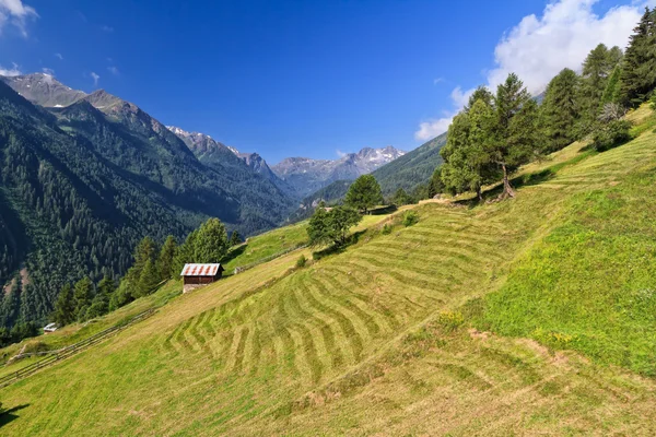 Trentino - pejo Vadisi — Stok fotoğraf