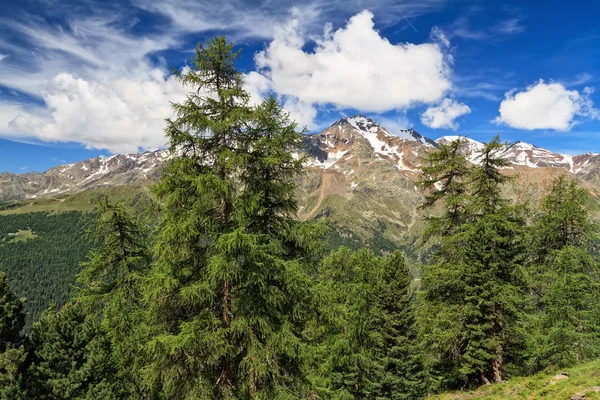 Trentino - Hochtal des Pejo — Stockfoto