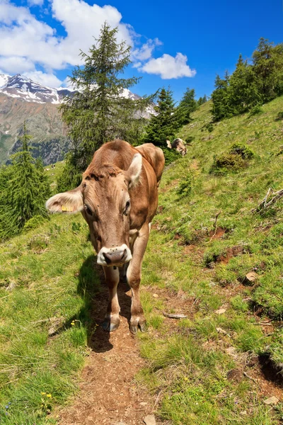 Cow on alpine path — Stock Photo, Image
