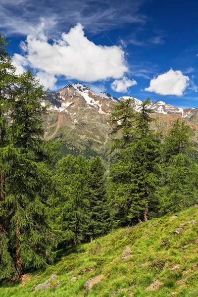 Trentino - Pejo doliny na lato — Zdjęcie stockowe
