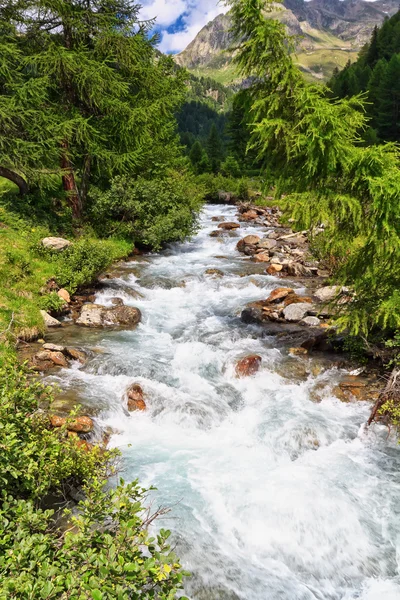 Mountain stream on summer