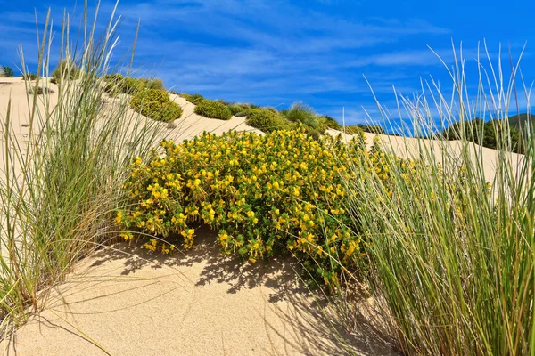 Sardinia - flowered dune — Stock Photo, Image