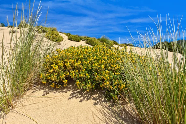 Сардинія - dune Ажурна з квіточками Стокове Зображення