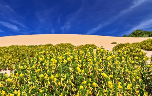 Сардинія - dune Ажурна з квіточками Ліцензійні Стокові Фото