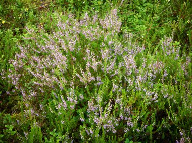 bir ormandaki Heather çiçekler