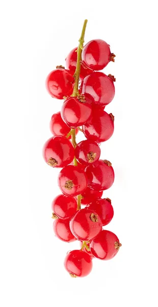 Ein Bund Feuchter Roter Johannisbeeren Makro Isoliert Auf Weißem Hintergrund — Stockfoto