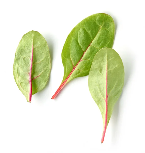 Sağlıklı Yemek Için Taze Yeşil Pancar Kökü Yaprakları Beyaz Arka — Stok fotoğraf