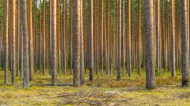 Çam ormanları yakın plan, seçici odaklanma