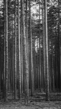 Çam ağaçları yakın çekim, seçici odak, siyah beyaz fotoğraf