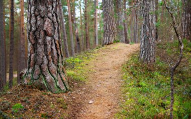 Çam ormanında güzel bir patika
