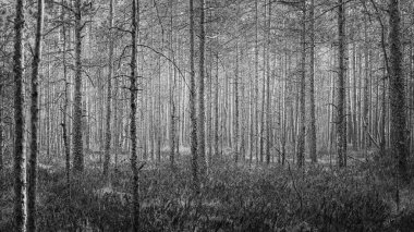 Çam ağaçları yakın çekim, seçici odak, siyah beyaz fotoğraf