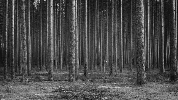 Ліс Сосен Крупним Планом Вибірковий Фокус Чорно Біла Фотографія Стокова Картинка