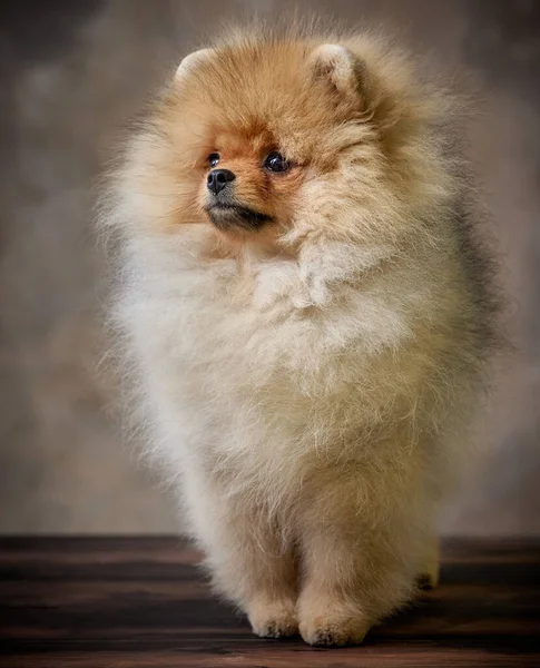 Retrato Cachorro Spitz Pomeraniano Miniatura Fotos de stock libres de derechos