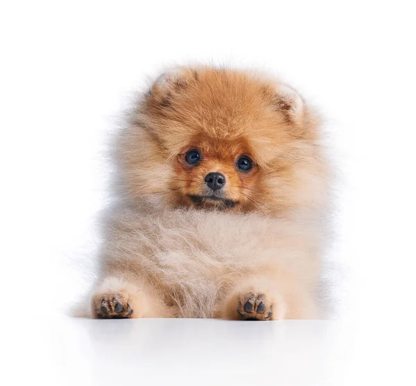 Ritratto Cucciolo Pomerania Spitz Miniatura Isolato Sfondo Bianco Foto Stock