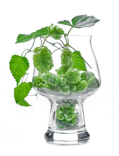 Verre Cônes Houblon Isolé Sur Fond Blanc — Photo