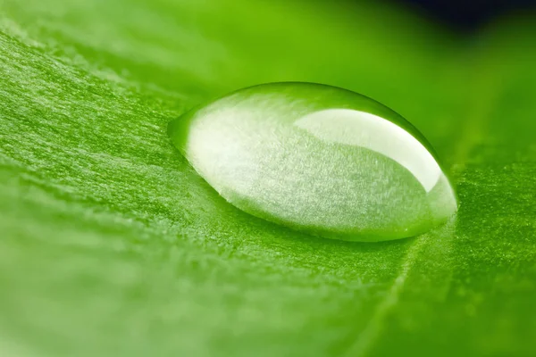 Hoja Verde Con Gota Agua Macro Imágenes de stock libres de derechos